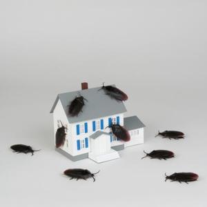 Coup de pouce : éliminez plus radicalement les insectes de vos maisons