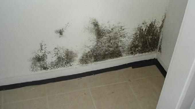 Comment nettoyer la moisissure sur les murs ?