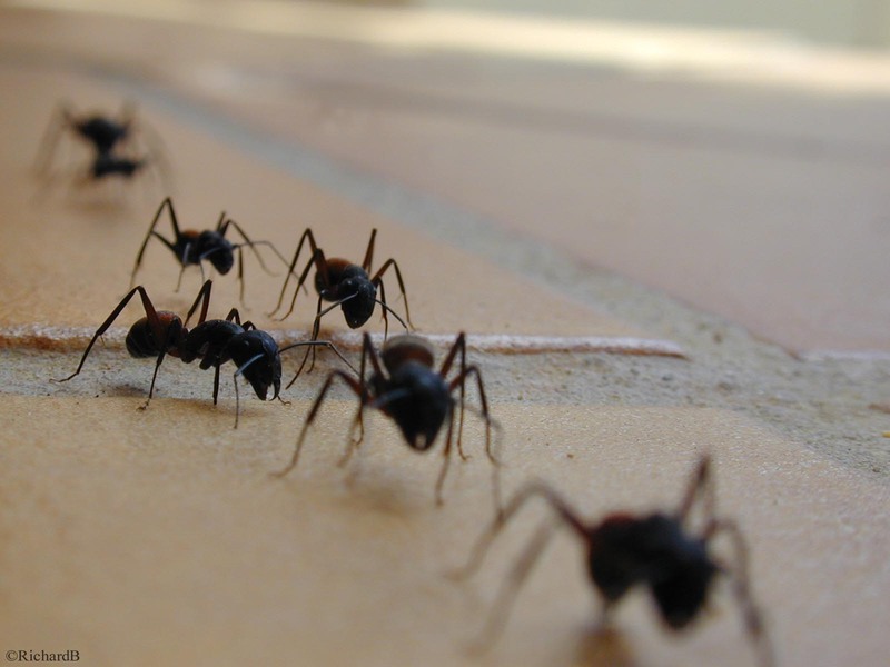 Comment se débarrasser des fourmis ?