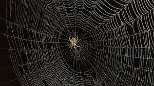 Eliminer les araignées de votre maison