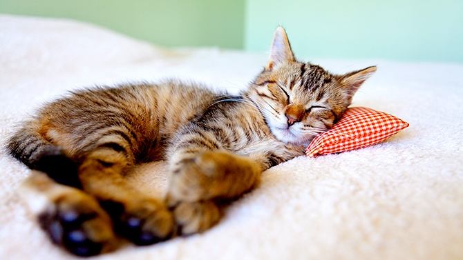 Les poils d’animaux vous agacent chez vous ? Voici comment vous en débarrassez !