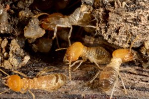 Supprimez les termites de chez vous